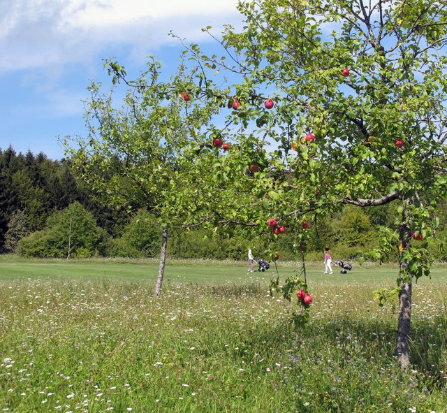 Aktive Naturschtzer sammeln im Herbst...zu NABU-Apfelsaft verarbeitet werden.   | Foto: wd