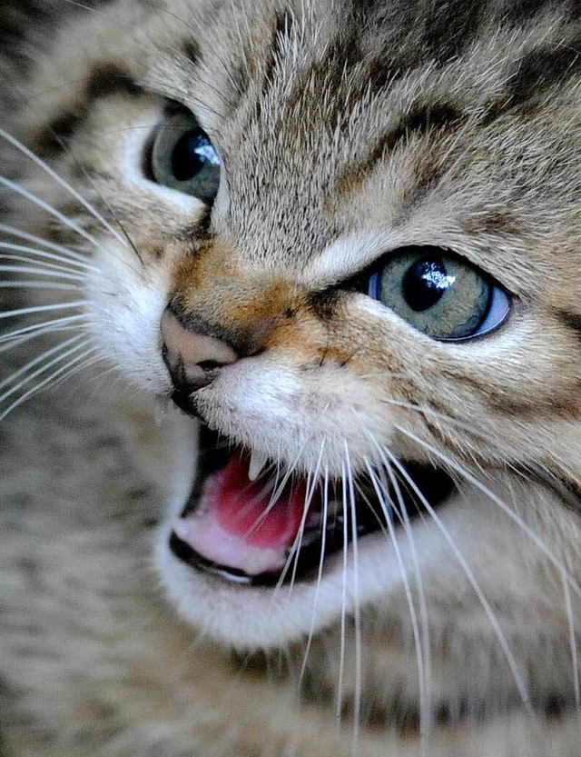 Ein Wildkatzenjunges faucht in einem n...hierzulande auf freiem Fu unterwegs.   | Foto: dpa