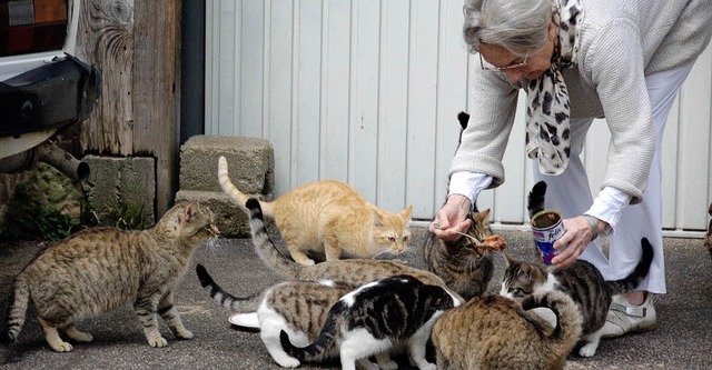 Margret Querfeld fttert fr den  Tier...hier in Dattingen) streunende Katzen.   | Foto: Umiger