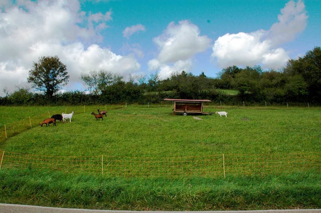 Mssen mglicherweise geschtzte Hecken fr Windturbinen weichen?  | Foto: Wilfried Dieckmann