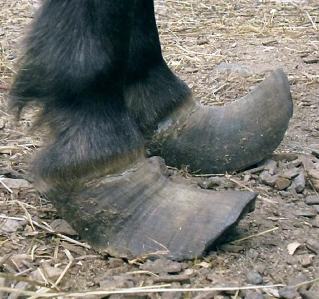 Das Pony Melly kann mit den hoch gewachsenen Zehen kaum noch laufen.   | Foto: Privat