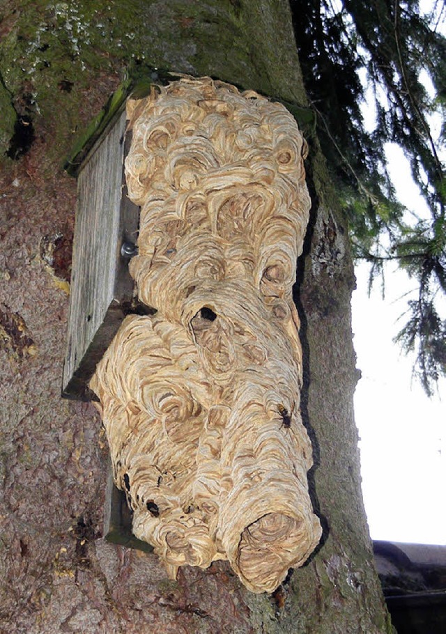 Hornissen bauten in Altenschwand um diesen Vogelnistkasten  herum ihr  Nest.   | Foto: WOLFGANG ADAM
