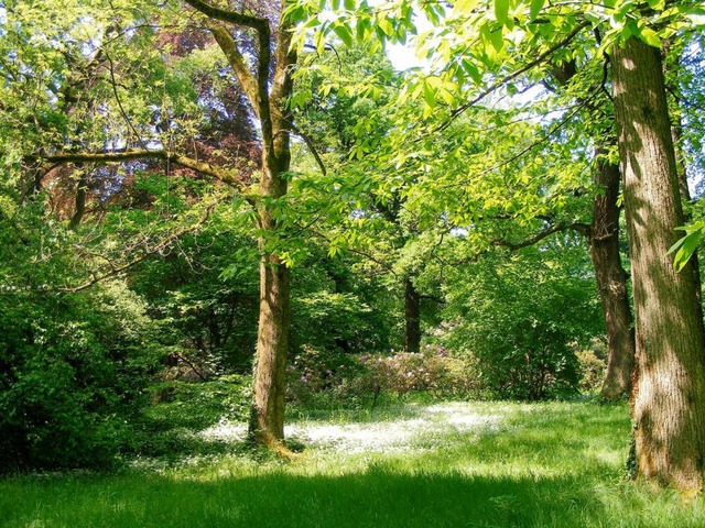 Beispiel fr stdtische Durchgrnung: alter Baumbestand im Freiburger Mslepark.  | Foto: institut fr landespflege