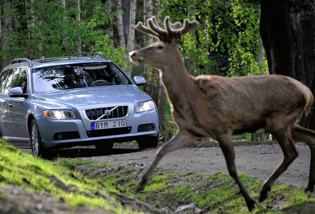 Begegnung zweier Welten: Wenn jetzt wi... mssen Autofahrer auf der Hut sein.    | Foto: volvo/dpa