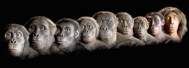 Vom Uraffen ber den Australopithecus  bis zum Homo sapiens     | Foto: obs