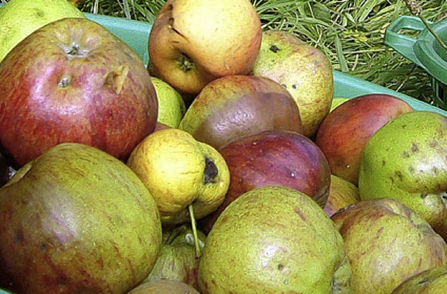 Am 8. Oktober knnen beim SAK wieder Streuobstpfel abgegeben werden.   | Foto: BZ