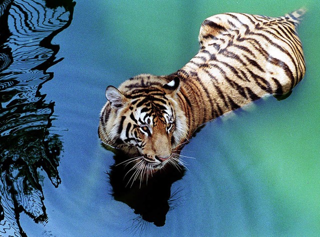 Tiger sind als stark gefhrdet eingest...rn badet in einem Zoo in Bangladesch.   | Foto: AFP