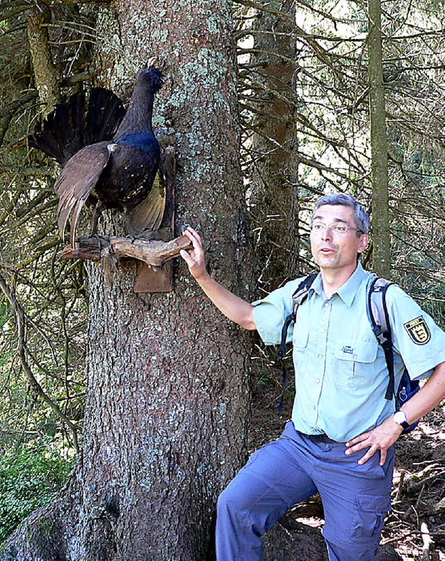 Leider nur als ausgestopftes Exemplar ...nen Gsten ein Auerhuhn prsentieren.   | Foto: K. Meier