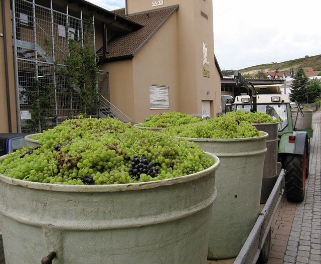 Volle Btten: Beim Mller-Thurgau hat ...aft Btzingen die Hauptlese begonnen.   | Foto: milan neugebauer