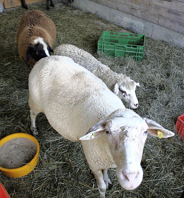 So viel Besuch bekommen die Viecher auf dem Theresiahof sonst nicht.  | Foto: Jrn kerckhoff