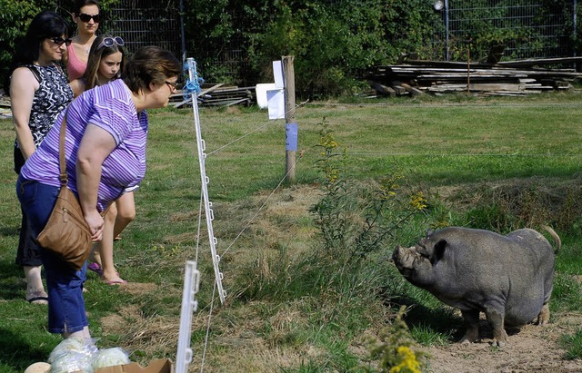Besucherinnen  betrachten  eines von vier Schweinen der Tierherberge.   | Foto: Gertrude Siefke