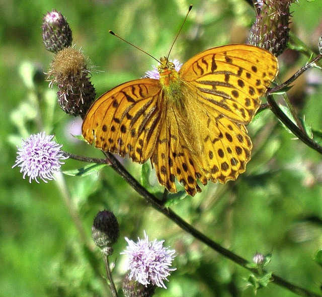 Schmetterlingsvielfalt im Geschtzten ...l: Kaisermantel und Schwalbenschwanz.   | Foto: Manfred-G. Haderer