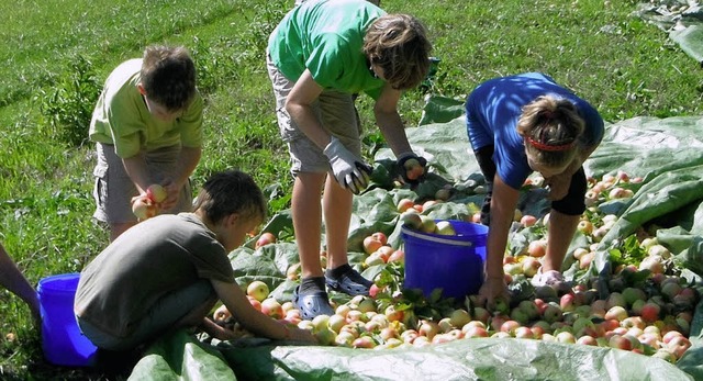 Die Kinder der Ettenheimer Kolpingfamilie bei der Apfelernte.   | Foto: Privat