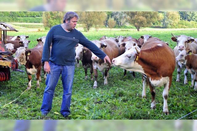 Scheunenstrauße in Waltershofen: Die Rinder sind eine Rarität