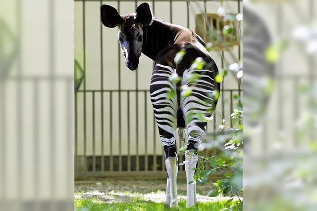 Neues Okapi-Weibchen aus London