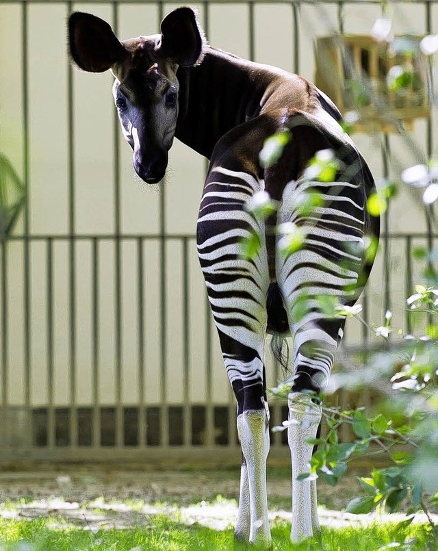 Ein schner Rcken kann auch entzcken: Okapi-Weibchen Hazima   | Foto: Zoo basel