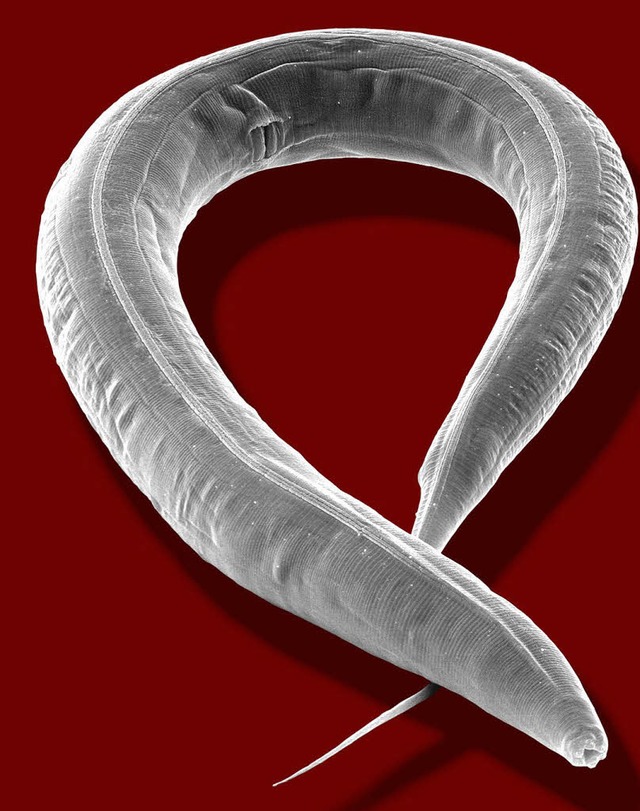 Beliebter Modellorganismus: der Fadenwurm Caenorhabditis elegans  | Foto: MPG