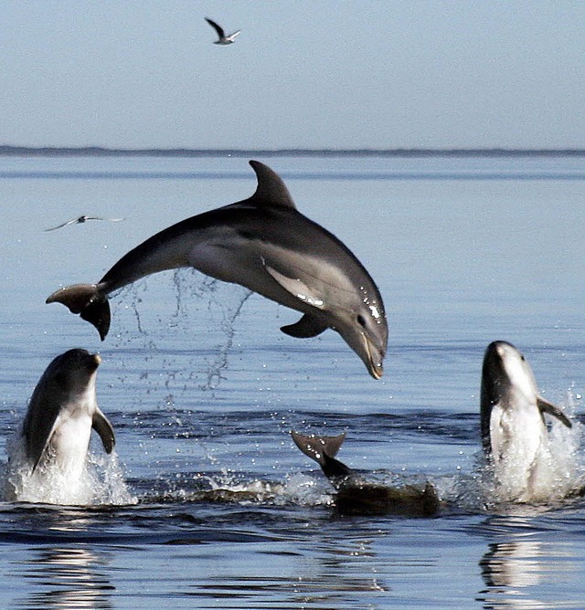 Der neu entdeckte Delfin heit Tursiops australis.  | Foto: dpa