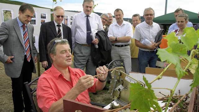 Gundram Dreher zeigt Weinexperten in s...in Auggen, wie er Rebsorten veredelt.   | Foto: Umiger