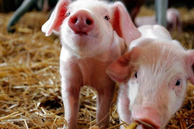 Landwirt will Ferkelzucht zur grten Baden-Wrttembergs ausbauen