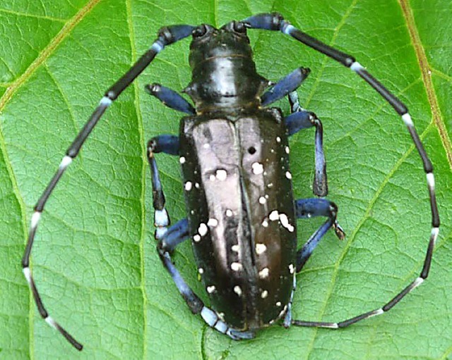 Asiatischer Laubholzbock   | Foto: BZ