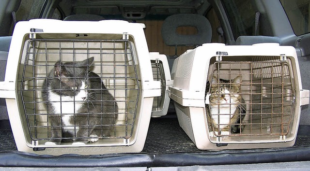 Verwilderte Katzen wurden von  der Tie...in Neuried eingefangen und kastriert.   | Foto: Verein