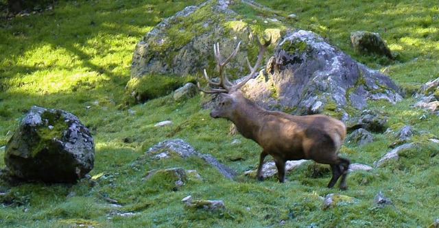 Im Steinwasenpark ist Hirschbrunft.   | Foto: Privat