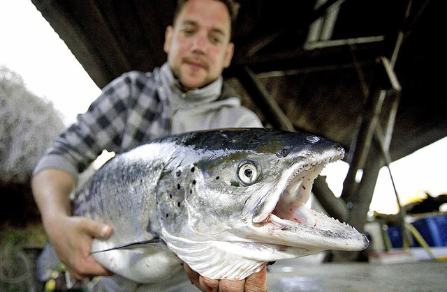 Immer auf der Suche nach einem leckere...ele Sportangler der Knig der Fische.   | Foto: Andreas Lindlahr fr Beef!