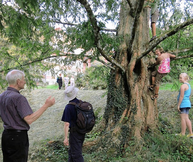 Urweltmammutbaum auf dem Gelnde der F... sondern verleitet auch zum Klettern.   | Foto: NABU