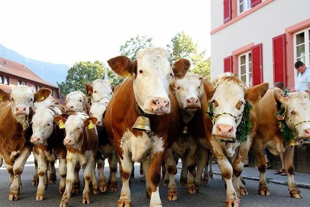 Fotos: Almabtrieb in Simonswald