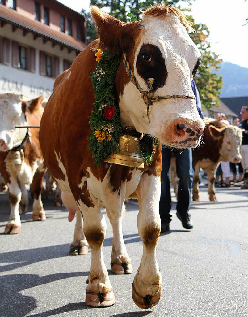 Der Almabtrieb in Simonswald ergab so manche ungewohnte Perspektive. Der Almabtrieb in Simonswald ergab so manche ungewohnte Perspektive.