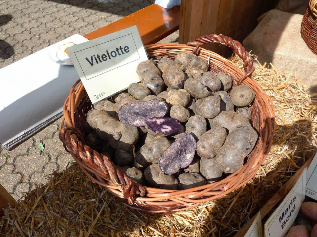 Die "Blaue Vitelotte": Die sogenannte "Trffelkartoffel" bauen die Reiselfinger Musikerinnen und Musiker selber an.