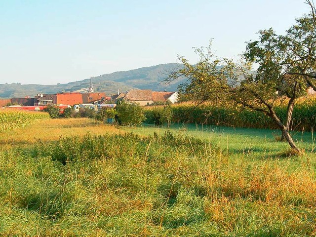 Wo heute noch Wiesen, Bume und cker ...chst das Neubaugebiet Breul entstehen.  | Foto: Thomas Rhenisch