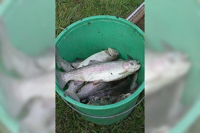 Fischsterben in der Wolf bleibt ein Rtsel