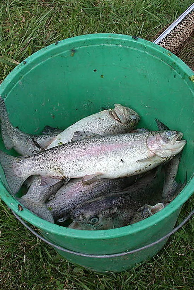 Warum die Fische verendeten, bleibt ein Rtsel.   | Foto: bz