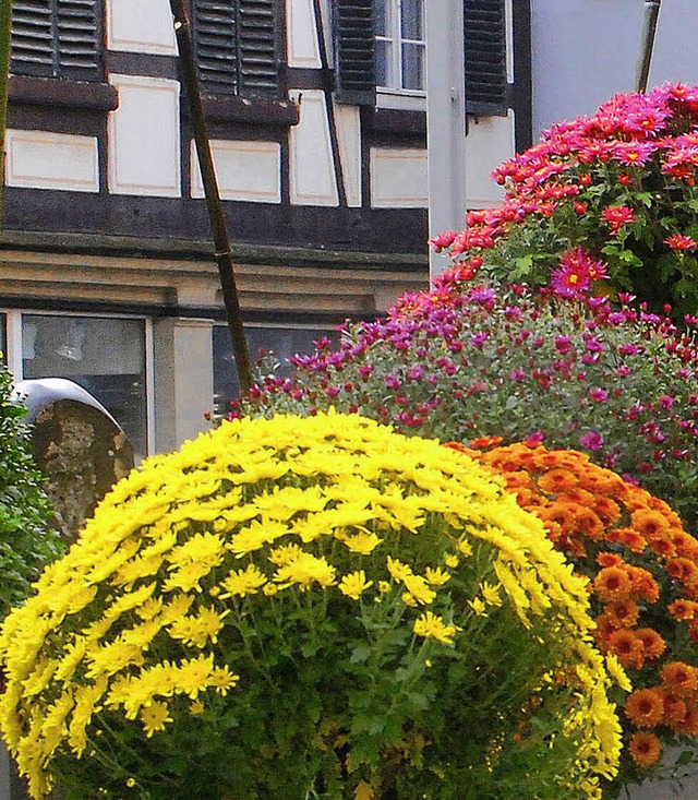 Lahr setzt die Chrysantheme prchtig in Szene.  | Foto: PR