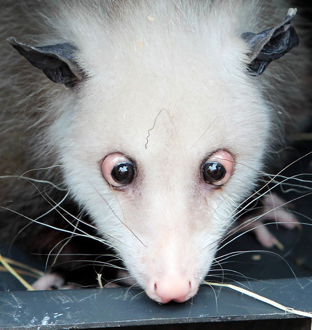 Das Augenstellung hat sie berhmt gemacht: Opossum Heidi   | Foto: Fotos: dapd