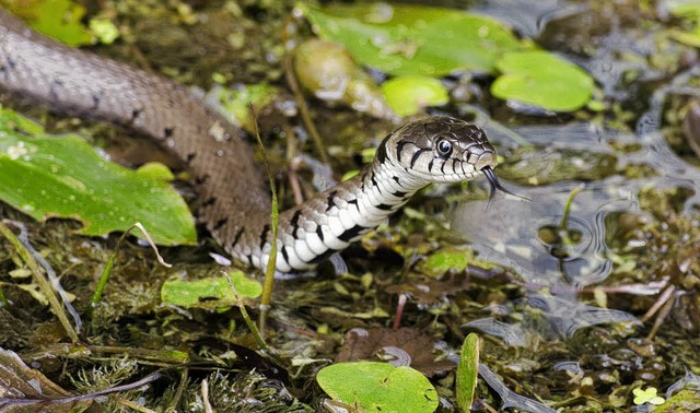 Mit der gespaltenen Zunge riecht eine Schlange, wie hier die Ringelnatter.   | Foto: Ingo Seehafer