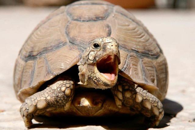 Anti-Nobelpreis: Schildkröten können nicht gähnen