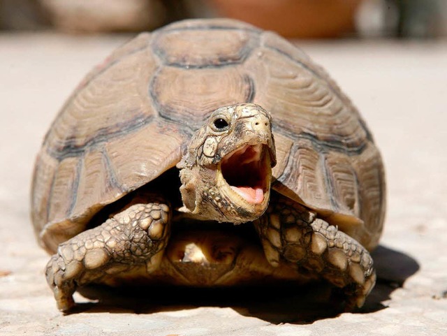 Schildkrten lassen sich nicht vom Ghnen anstecken.  | Foto: dpa