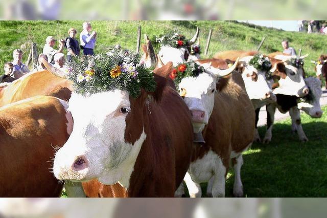 Schmucke Tiere und Musik