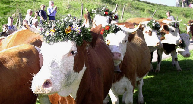 Geschmckt ging fr sie die Weidezeit im Mnstertal zu Ende.   | Foto: Eberhard Gross