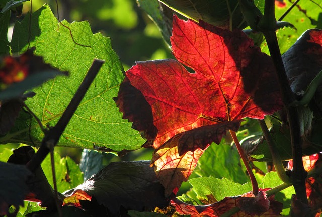 Faszinierendes Farbenspiel: Herbstlich...ltigen Farbtnen zwischen Grn und Rot 