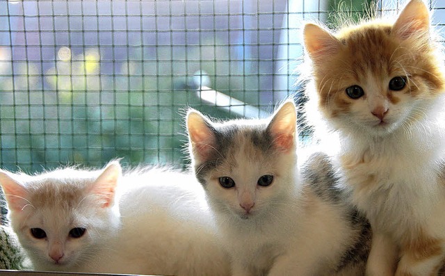 Die drei vom Campingplatz &#8211;Fundkinder im Katzenhaus  | Foto: Umiger