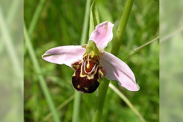 Naturschtze in der Stadt