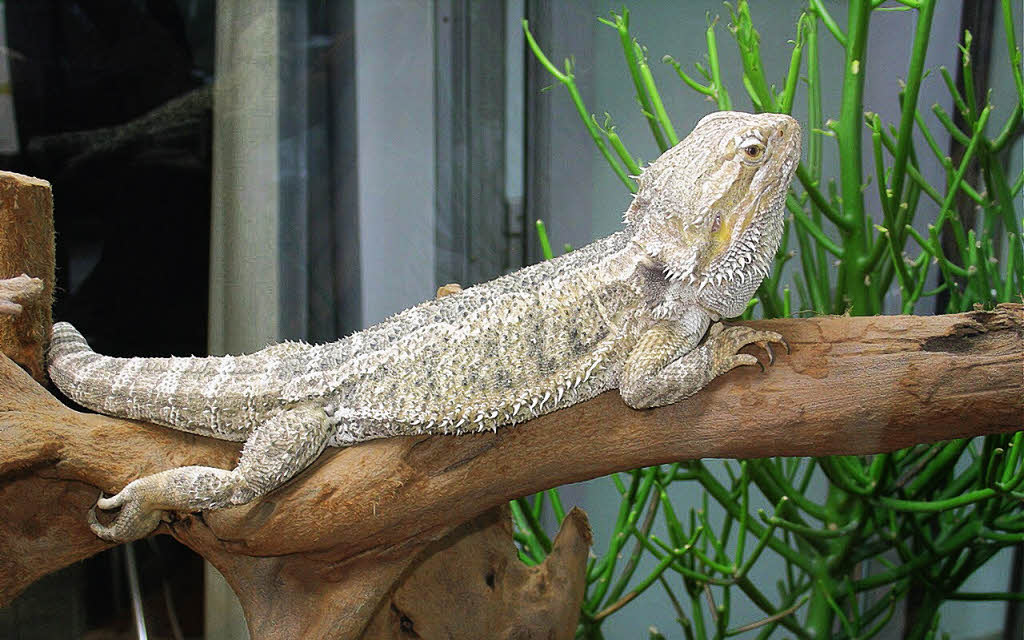 Die Reptilienbörse Freizeittipps Badische Zeitung