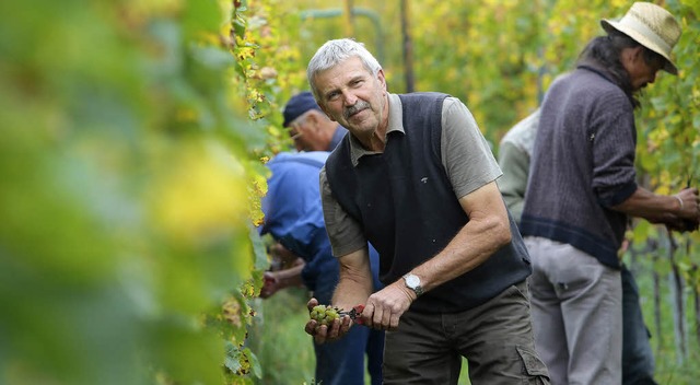 Die  Lahrer Winzer sind mit dem Herbst...dig auszureifen. Im Bild Hans Whrle.   | Foto: christoph breithaupt