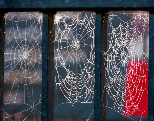 Nebel, Morgensonne und Spinnen zaubern... an einer  Bcke im Langenordnachtal.   | Foto: T. Winckelmann