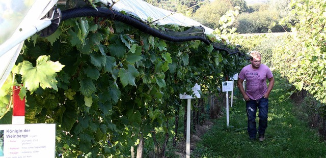 Im Lehr- und Versuchsgarten Opfingen g...mlos ein Hagelschutzsystem anbringen.   | Foto: Silvia Faller