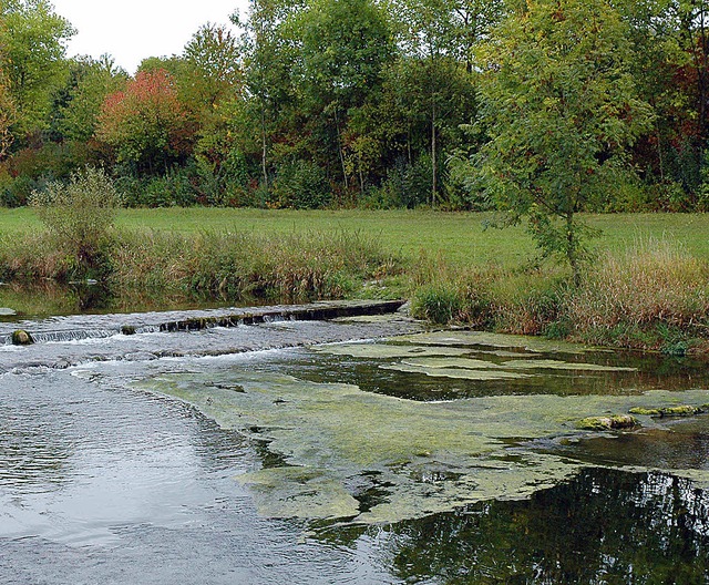 Algenteppich in der Wiese   | Foto: Wieschenkmper